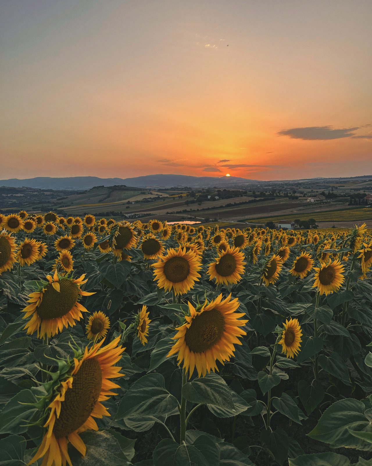 Campo di girasoli delle Marche al tramonto