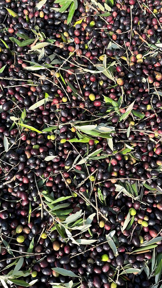 Olive nere e verdi appena raccolte per l'olio Frantoio Valeri