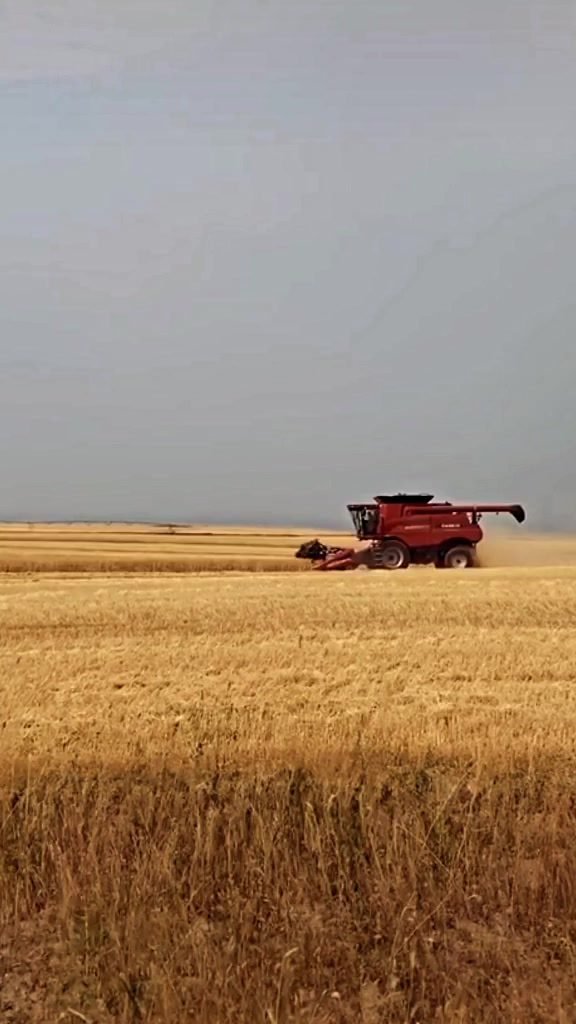 Una mietitrebbia al lavoro in un campo di grano nelle Marche