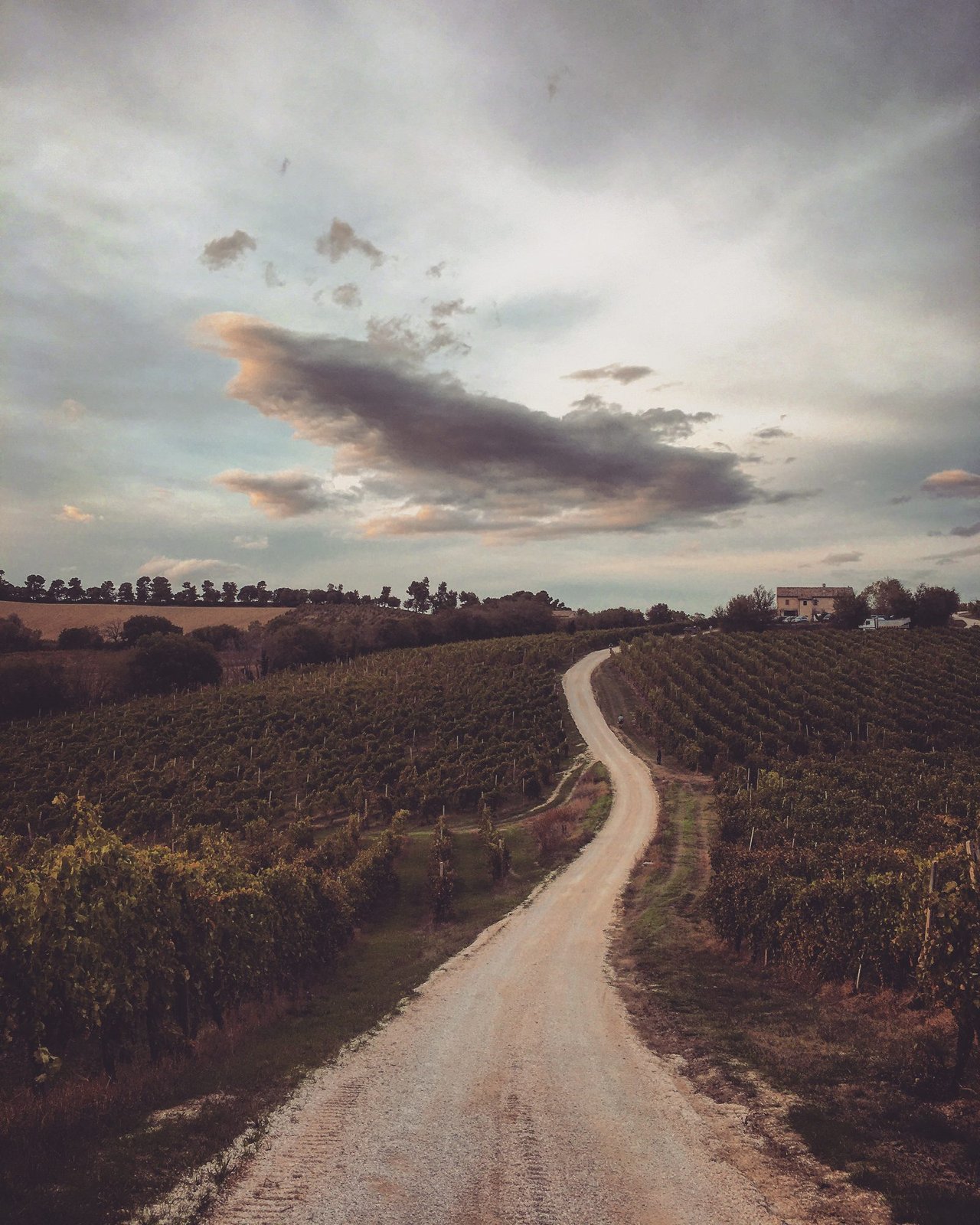 Una strada sterrata tra i filari di vigna delle Marche