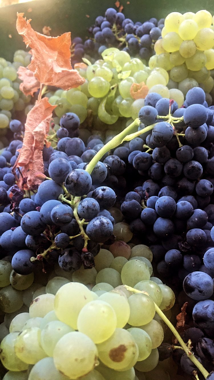 Freshly harvested grape clusters